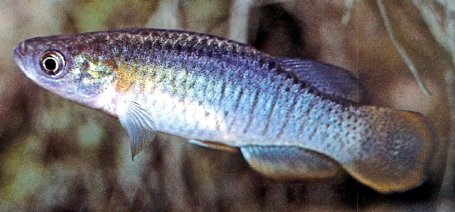 Valencia hispanica_06.jpg